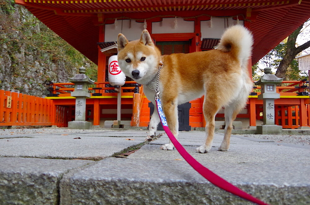 公益赛事层出不穷，用游戏温暖社会心灵，公益比赛项目